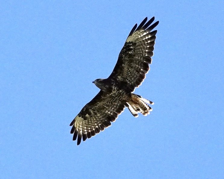buzzard